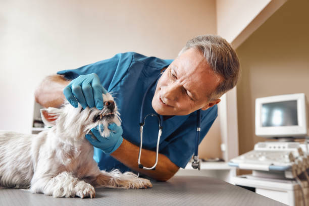 Best Emergency Dentist for Special Needs Patients in Algonquin, IL